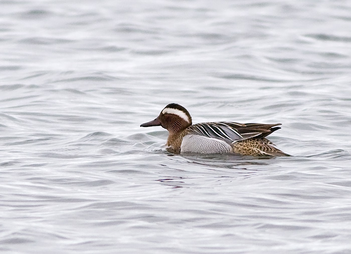 Garganey