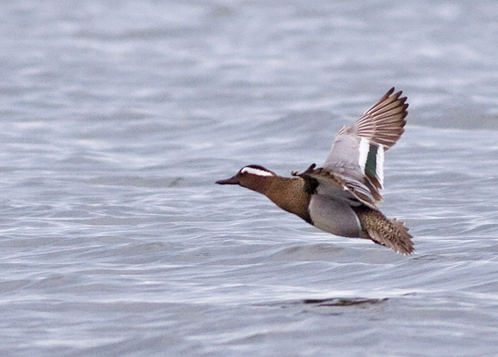 Garganey