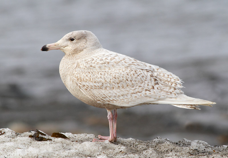 Glaucous Gull