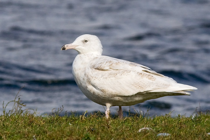 Glaucous Gull