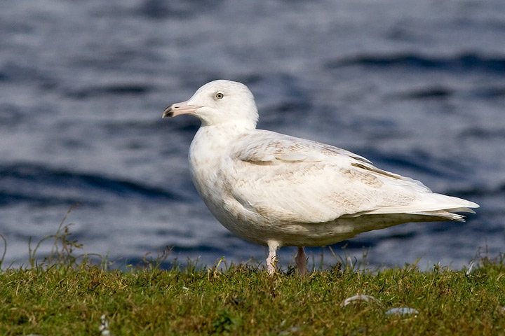 Glaucous Gull