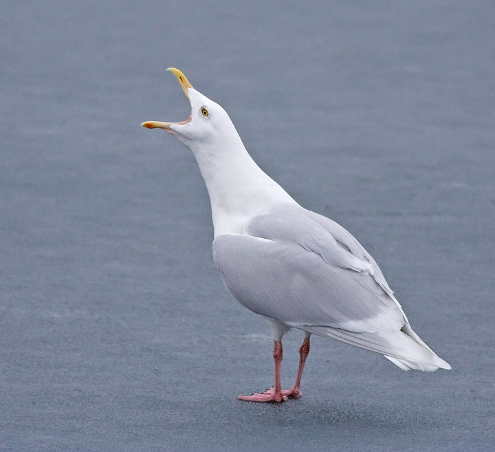 Glaucous Gull