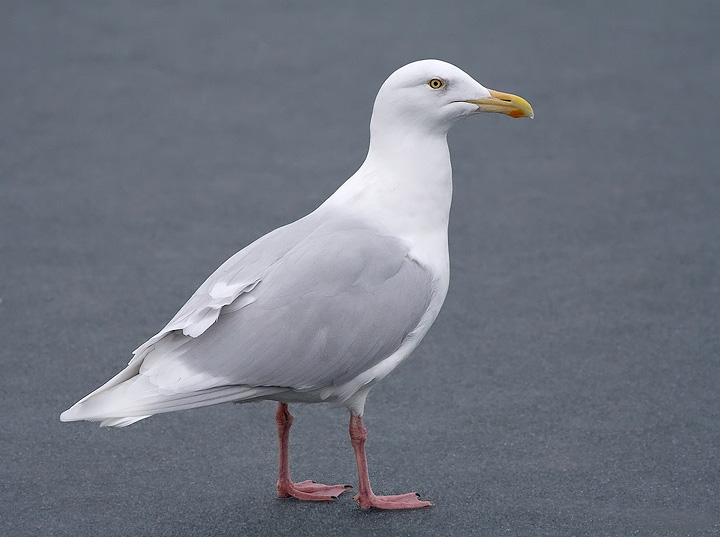 Glaucous Gull