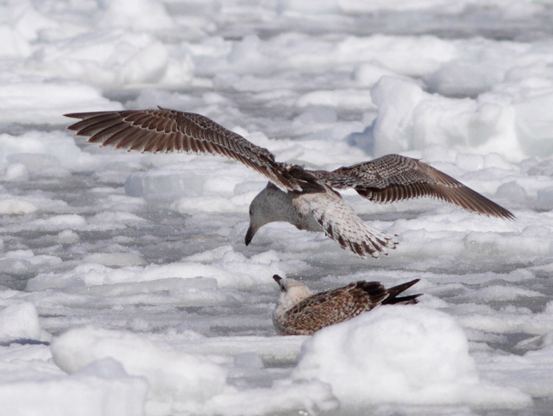 Glaucous X Great Black-backed Gull hybrid
