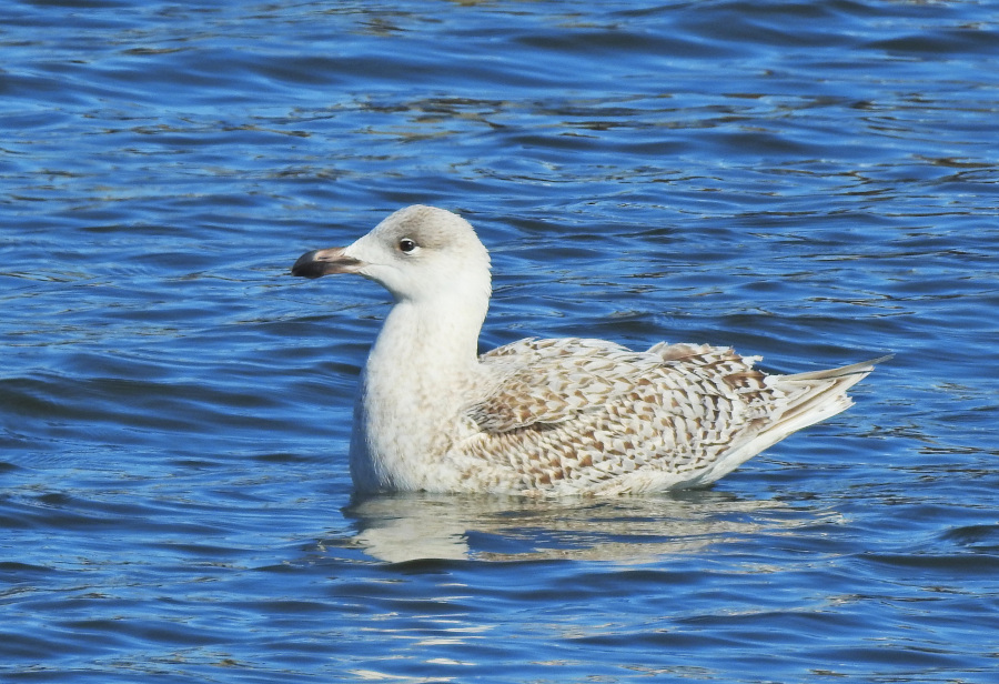 Glaucous x Great Black-backed Gull
