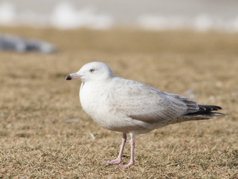 Glaucous x Herring Gull