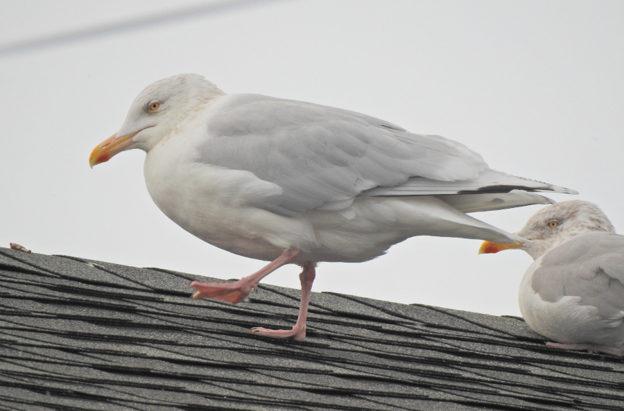 Glaucous x Herring Gull