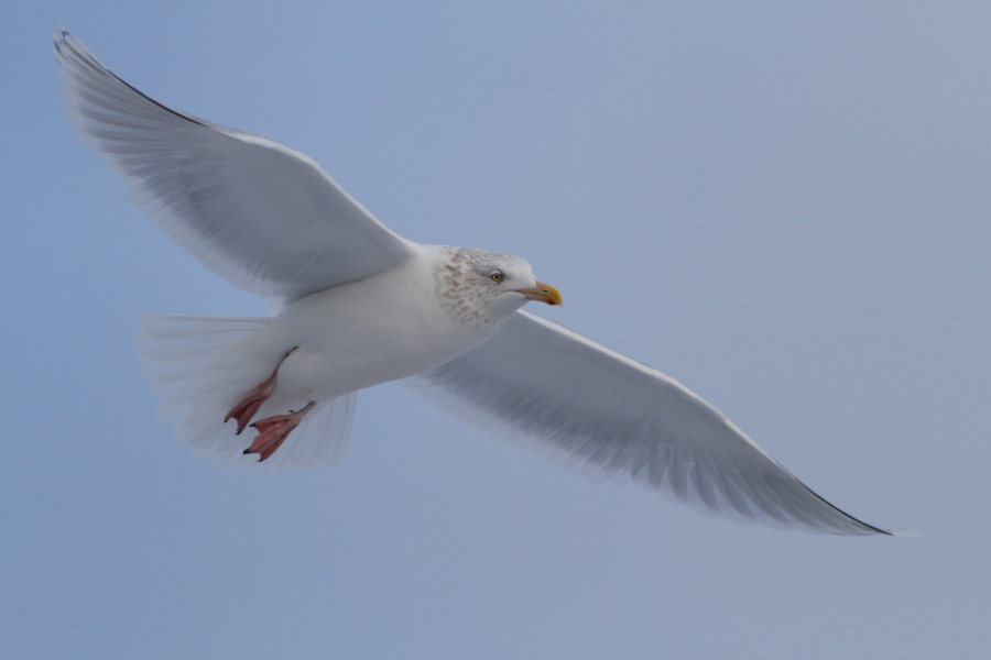 Glaucous x Herring Gull
