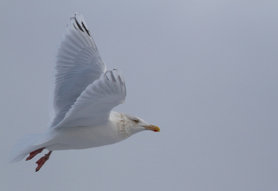 Glaucous x Herring Gull