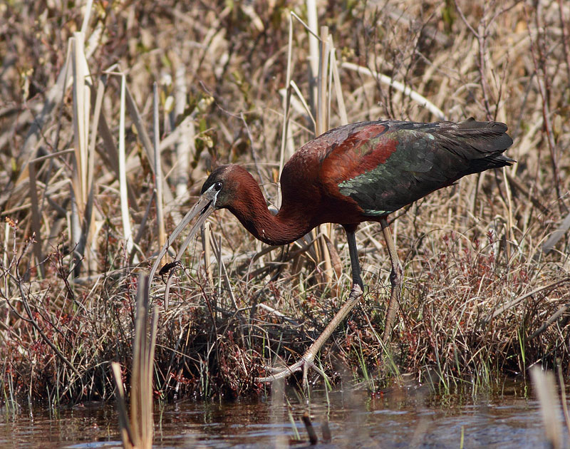 Glossy Ibis