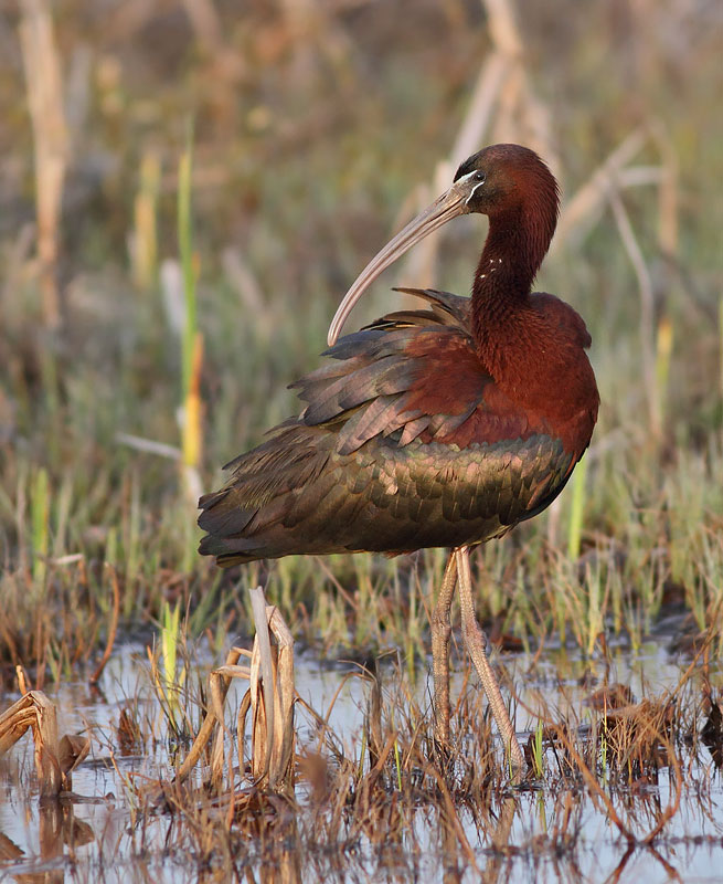 Glossy Ibis