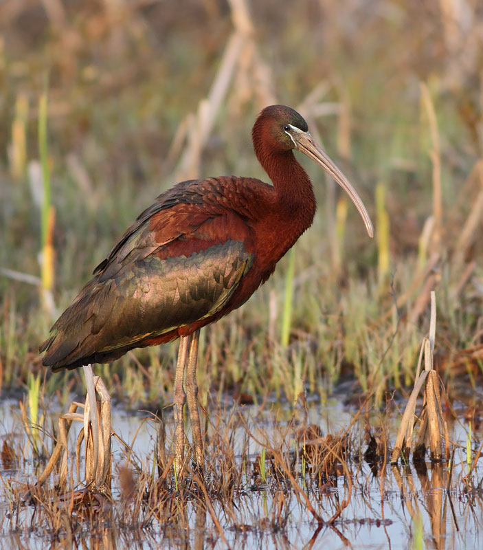 Glossy Ibis