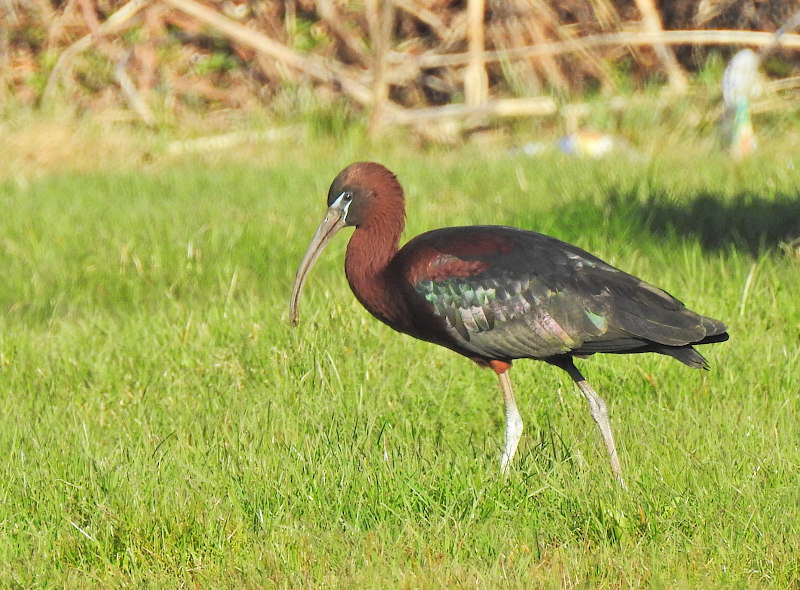 Glossy Ibis