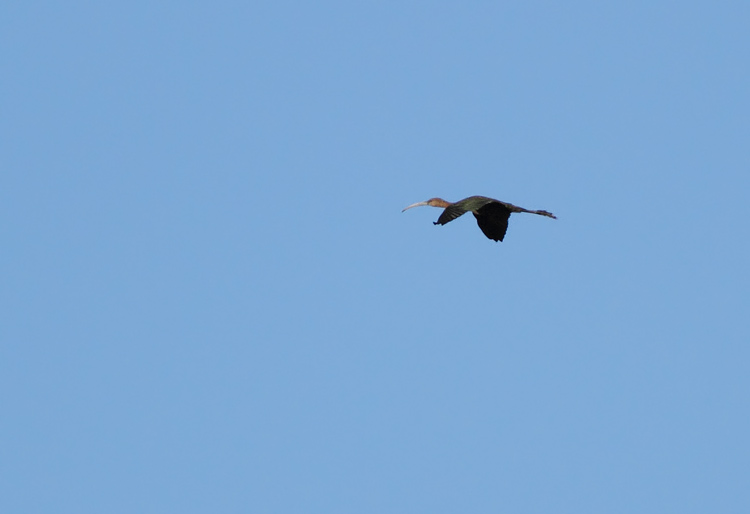Glossy Ibis