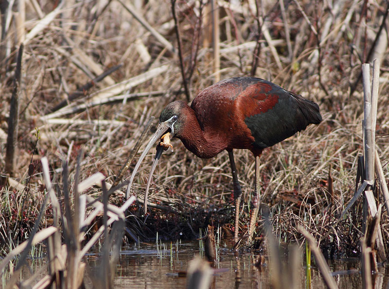 Glossy Ibis