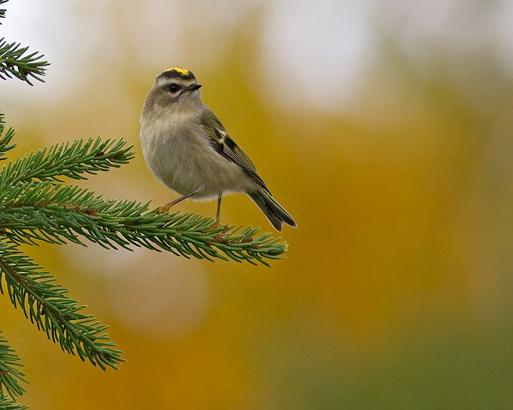 Golden-crowned Kinglet