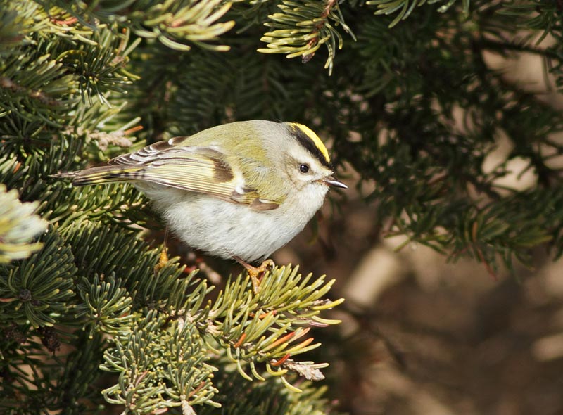 Golden-crowned Kinglet