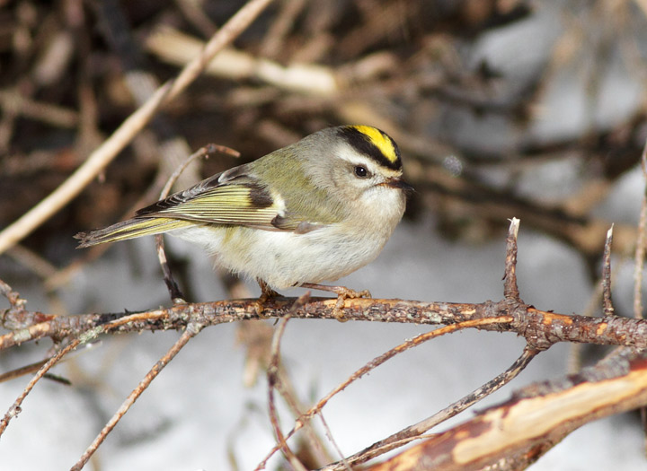 Golden-crowned Kinglet