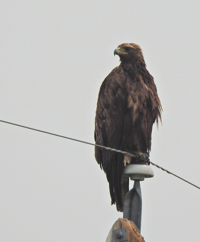 Golden Eagle