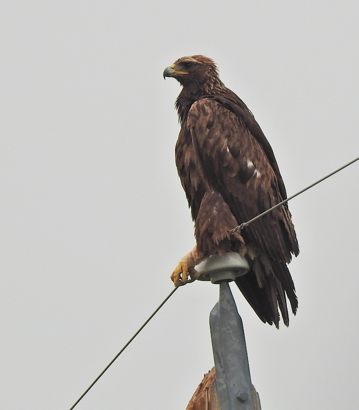 Golden Eagle
