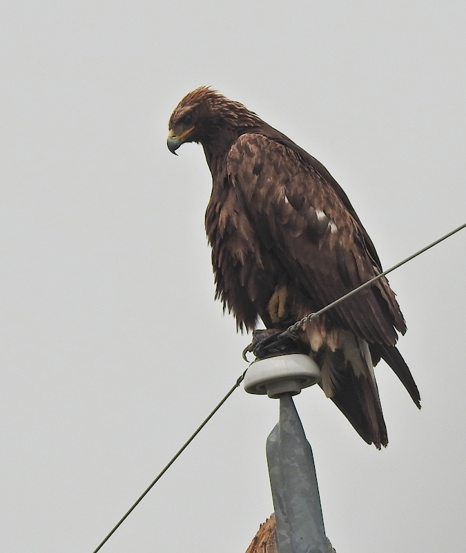 goldeneagle