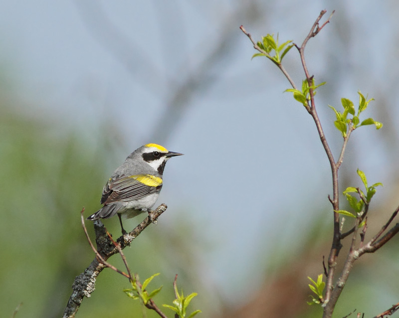Golden-winged Warbler