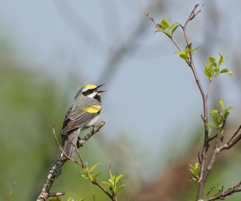Golden-winged Warbler