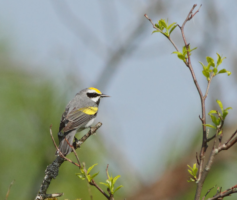 Golden-winged Warbler