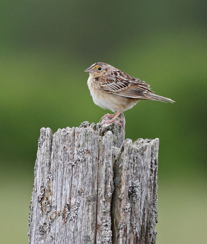 Grasshopper Sparrow