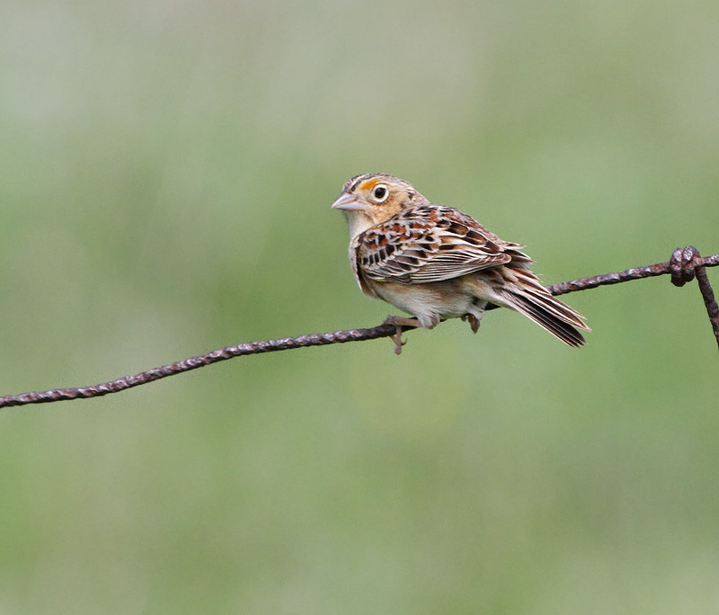 Grasshopper Sparrow