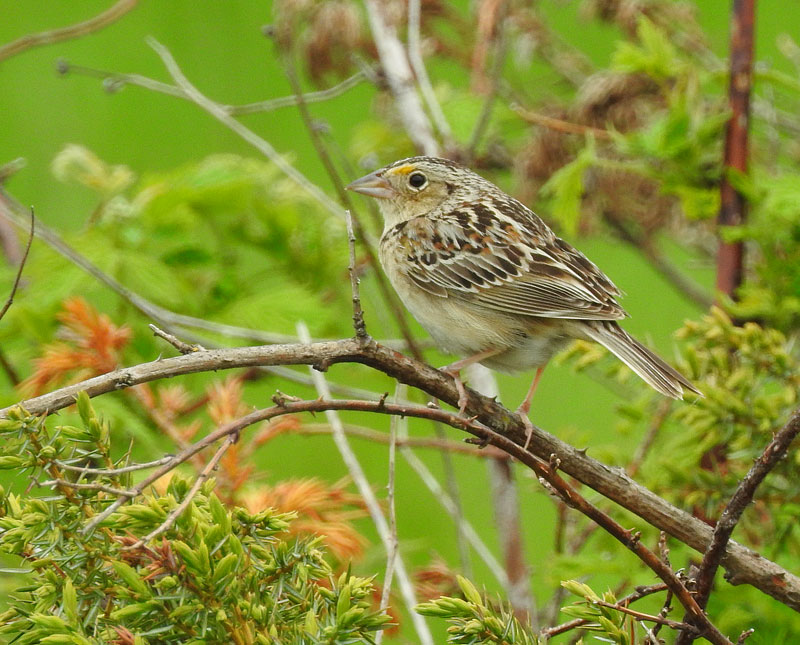 Grasshopper Sparrow