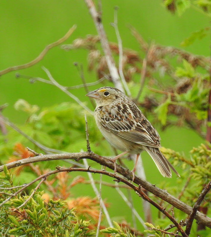 Grasshopper Sparrow