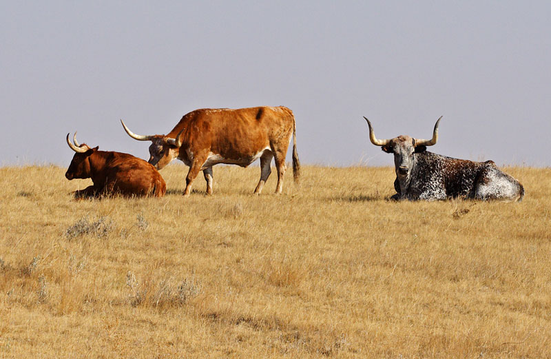 Bulls with Big Horns