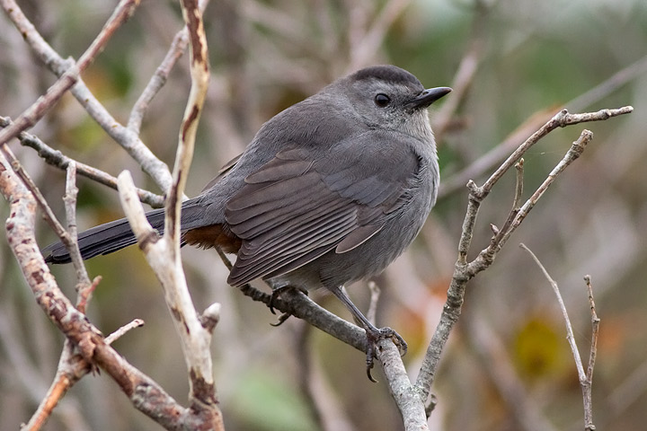 Gray Catbird