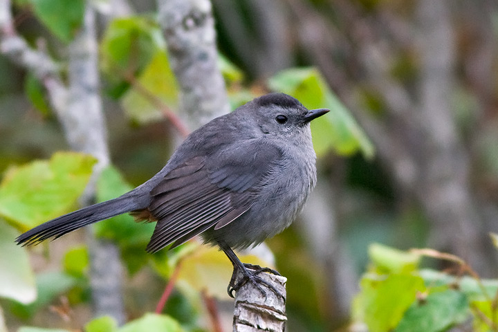 Gray Catbird