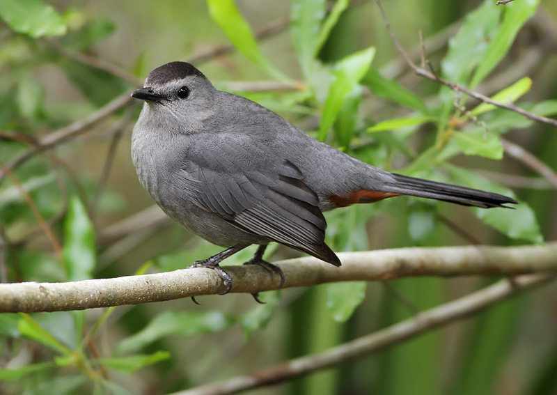 Gray Catbird