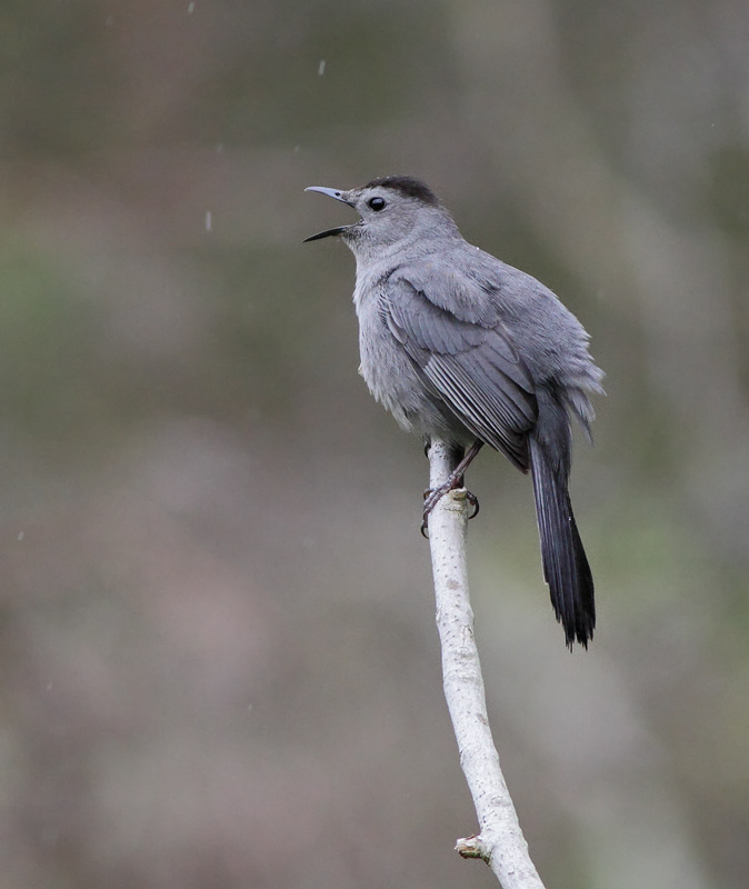 Gray Catbird