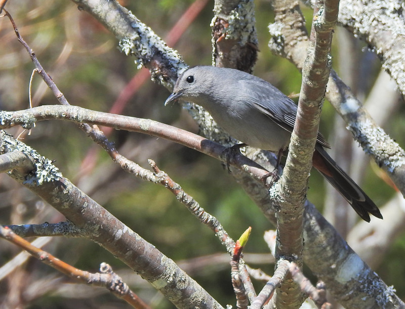 Gray Catbird