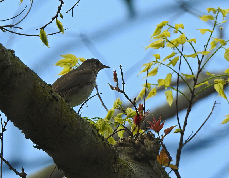 Gray-cheeked Thrush
