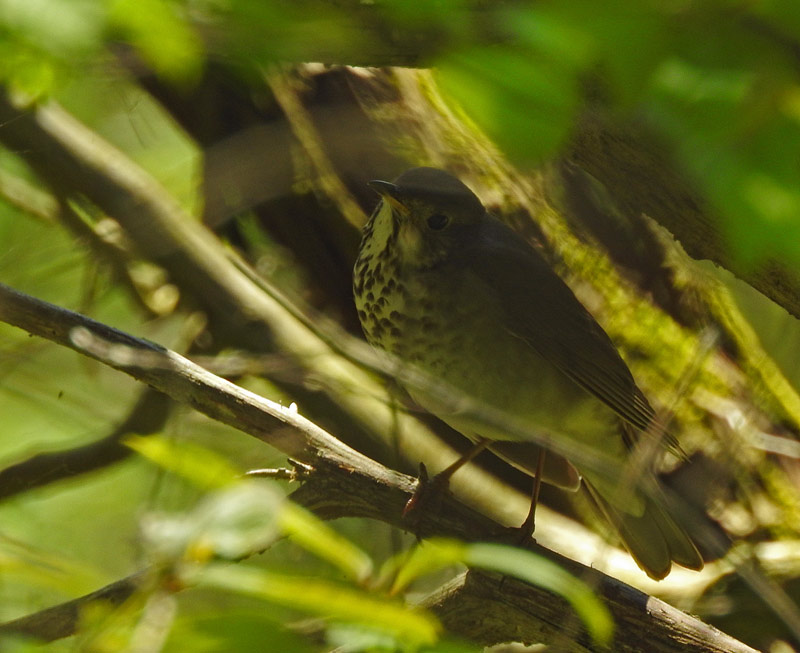 Gray-cheeked Thrush