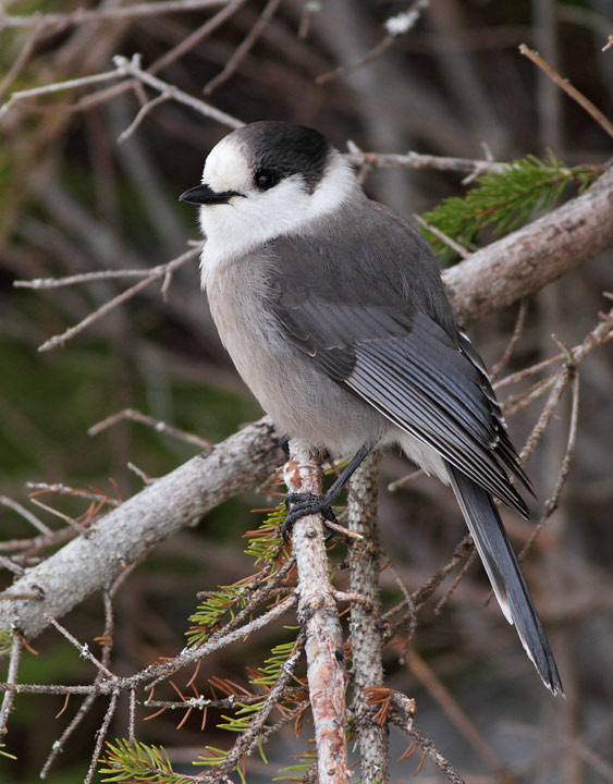 Gray Jay