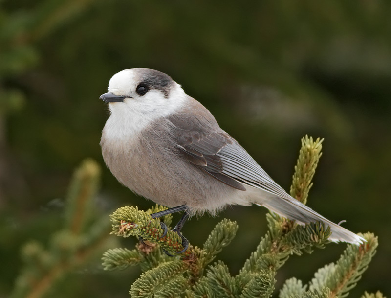Gray Jay
