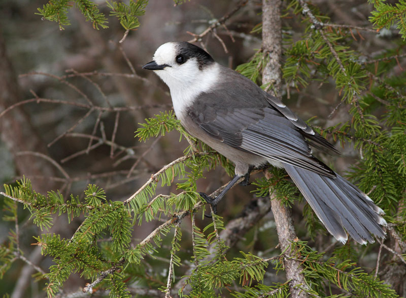Gray Jay