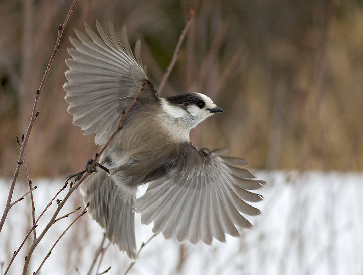 Gray Jay