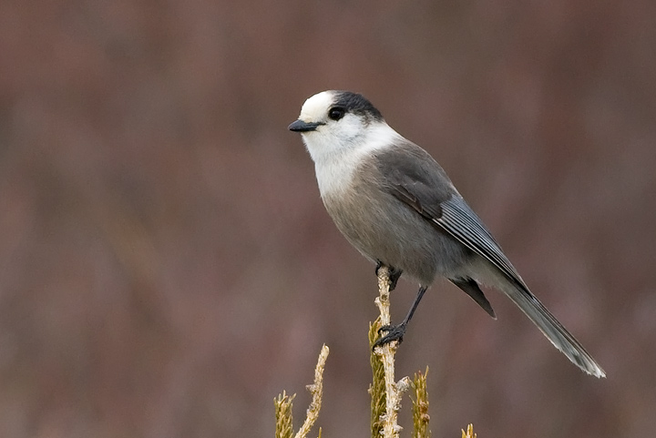 Gray Jay