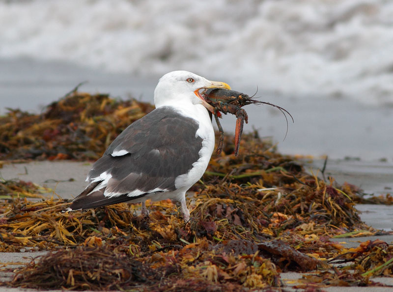 Great Black-backed Gull