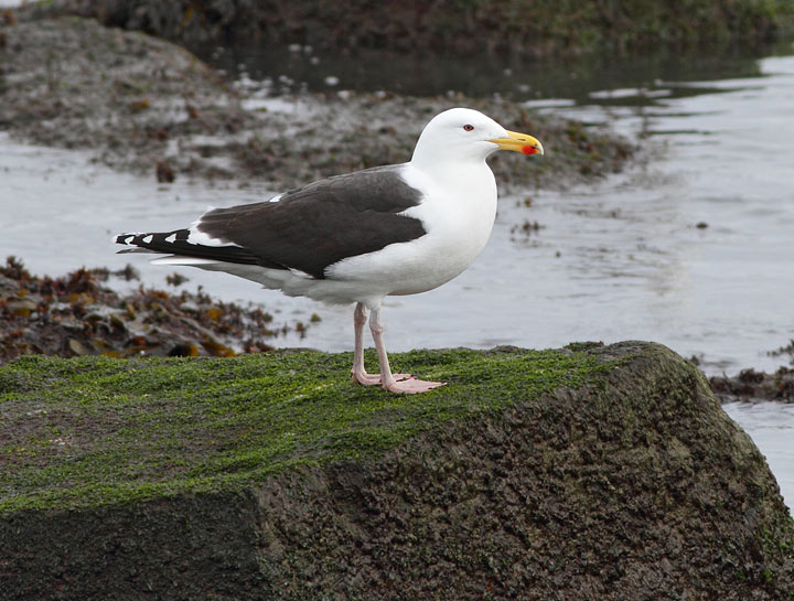 Great Black-backed Gull