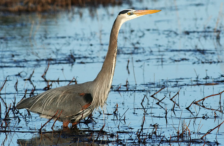 Great Blue Heron