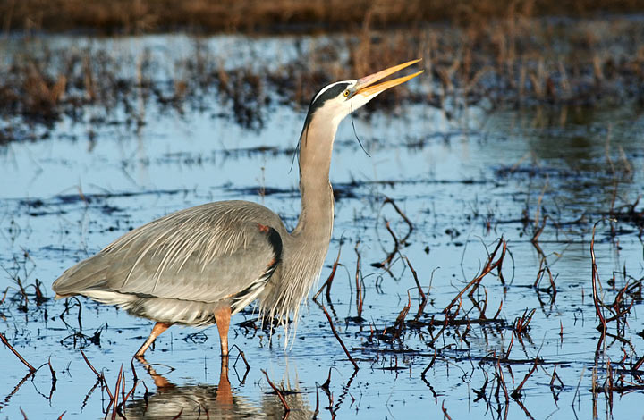 Great Blue Heron
