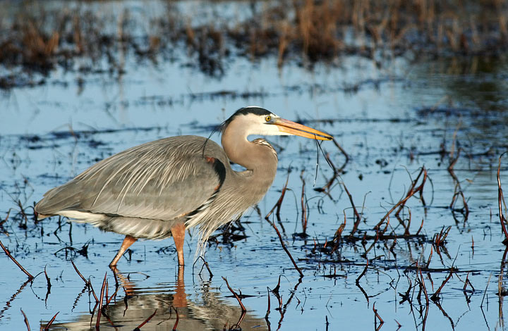 Great Blue Heron
